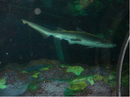 Shark Encounter photo, from ThemeParkInsider.com